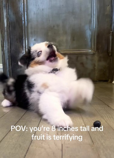 Mini Aussie Faces Fruit in Comedic Struggle
