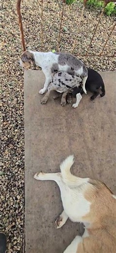 Bedknobs and Broomsticks