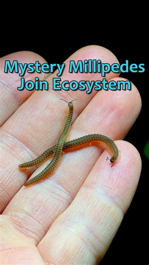 The ecosystem welcomes two unknown millipedes.