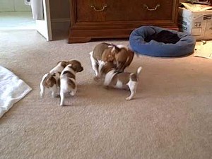 Mother Jack Russell plays with her puppies