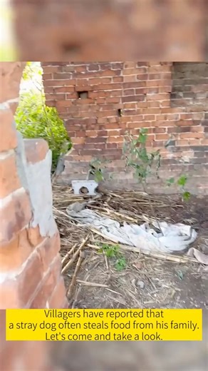 A villager reported that there is a stray dog who often steals food from his family. They asked us to come over and take a look. When we found it, we found out that it was a stray dog mother with two baby . | Pet Lovers