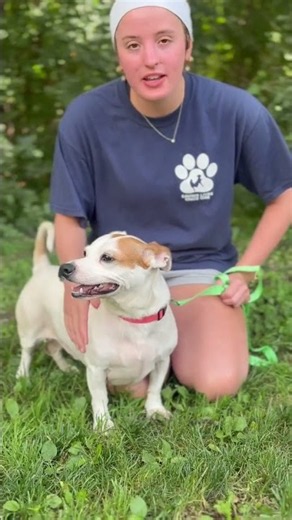 Adopt Scrappy | Animal Orphanage | Dogs & Cats for Adoption | #aonj