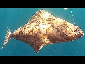 Halibut Galore | Norway | XLyngen | Anglers World
