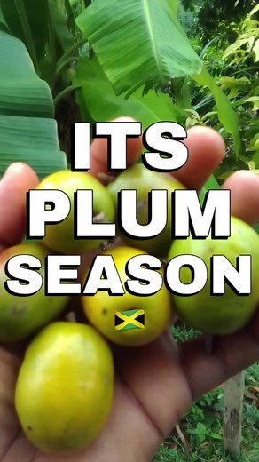 Spondyus Mombin: The Versatile Hog Plum
