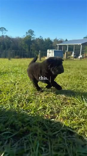 Play time with the puppies is my HapPei Place! ❤️ #bearcoatsharpei #bearcoatpuppy #bearcoatsharpeiofinstagram #bearcoatsharpeipuppy #bearcoatsharpeis #bearcoat #bearcoatsharpeisofinstagram #viralanimalvideos #viralpuppy #sharpeilife #sharpeiclub #sharpeilove #sharpeipuppy #sharpei #sharpeilifestyle #happydog #sharpeiworld #happeiness #sharpeioftheday #Happei #happei #happiness #sharpeiofinstagram #sharpei_insta_lover #bearcoatsharpeis #happeihouseofwrinkles #happeihouse | HapPei House of Wrinkle