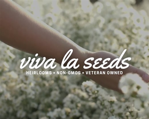 Collard Greens, Champion | 100 Seeds | Heirloom Vegetable | Open Pollinated | Non-gmo | Brassica Oleracea - Etsy