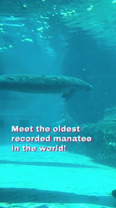 Meet Romeo: World's Oldest Manatee at Gulfarium