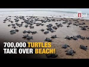 Over 6 Lakh Eggs Laid By Olive Ridley Turtles On Odisha's Beaches | Olive Ridley Turtle Nesting