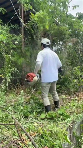 【まるで林業⁉️】これって本当に庭😵荒れた庭園の清掃作業😭アカメガシワで身体中がかぶれて、痒くてたまらん😰 #庭作業