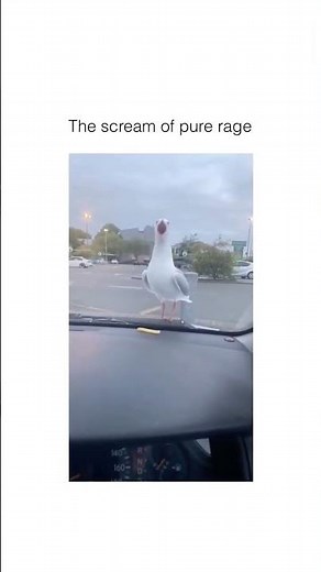 The Seagull Scream of Pure Rage | #shorts #seagull