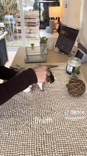 Caring for Your Guinea Pig: Health Check Routine