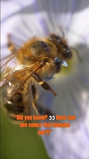 Bees Can See What We Can’t! 🐝 | Ultraviolet Vision Explained