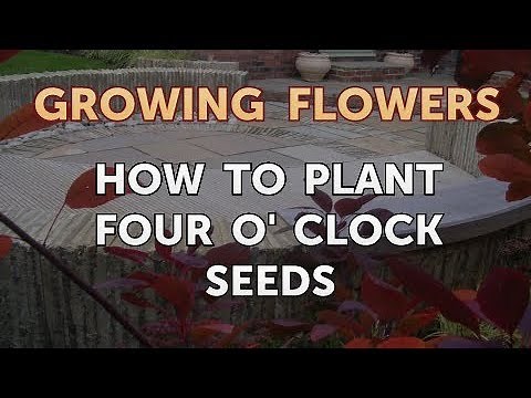 How to Plant Four O' Clock Seeds
