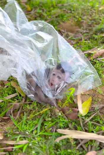 Facebook video 1383547332688750 | Irena R23