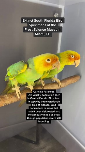 Mysteries Behind South Florida's Extinct Bird Species