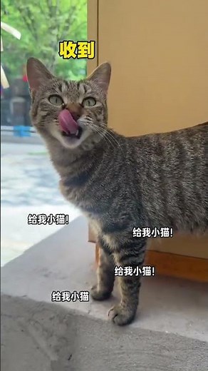 Discover the Mystery of Tabby Cats: A Triplet Tale