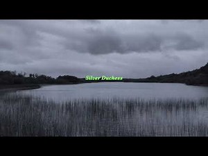 Kalaido - Hanging Lanterns / 1 hour loop (Silver Duchess)