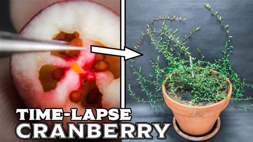 Growing cranberries from seed: 210-day time-lapse from berry to bushy plant!