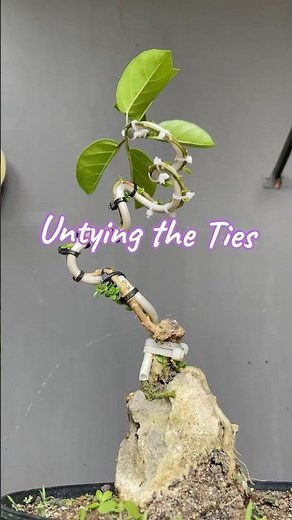 The process of making a Bonsai Tree
