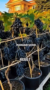 49K views · 464 reactions | How to Plant Grapes the Right Way for a Heavy Harvest  #grapefarming #growgrapes #smartfarming #fruitfarming #homegarden #farmerstips #growyourownfood | Morgan Venn | Facebook
