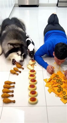Massive Malamute vs Tiny Fox Terrier vs Human Messy Nacho Race
