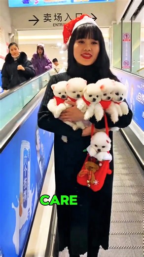 Everyone Took a Puppy… But One Moment Changed Everything#puppylove #happypuppy #bestpuppy #viral