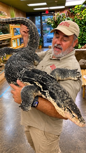 What makes this massive Asian water monitor different from the others