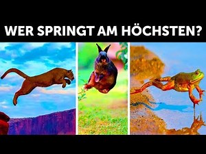 Wer springt am höchsten auf der Erde?