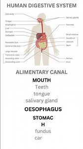 HUMAN DIGESTIVE SYSTEM #biology#scienceoflife#digestivesystem
