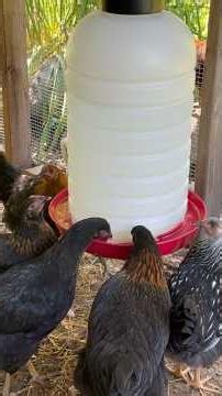 Better way to water your chickens elevated 7 gallon jug.