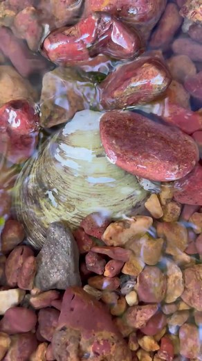 Finding shell pearls under water (1) | Brian Freeman A