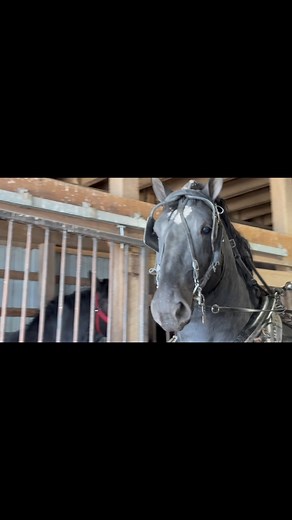 Windermere’s Cadence Two year old Percheron Stallion Sire-Bentley ( Sired by the Supreme World Champion, Windermere’s North American Maid, Moose ) Dam- Windermere All In Good Time ( Out of the Supreme World Champion, Windermere’s Deidra ) | Windermere Farms