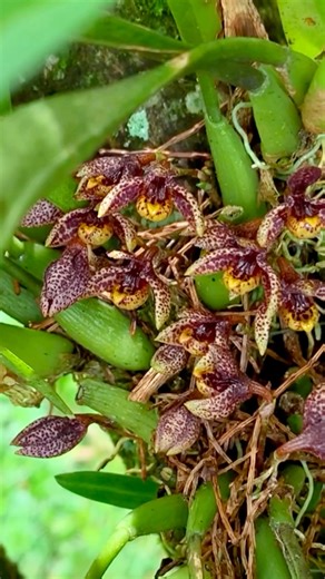 7.2K views · 338 reactions | An undescribed Bulbophyllum species from...