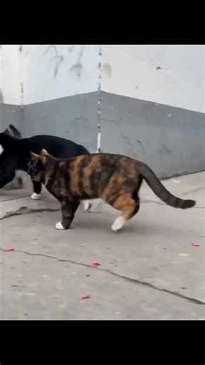 cat shisha Tod Diya 🐈😺😺😺