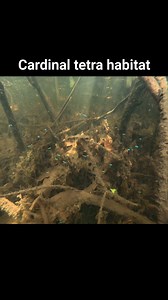 A shoal of 50-60 cardinal tetras swimming slowly through the shallows of the Rio bariri, a blackwater tributary of the mighty Rio Negro! pH was 4.2, Tds 5, water temp 28c The cardinals were only ever seen close to the bank in and around cover such as leaf litter, plants or overhanging vegetation. #dive #snorkle #underwater #cardinal #tetra #cardinaltetra #fish #tropicalfish #fishtank #fishshop #fishstore #aquariumfish #aquarium #blackwater #biotope #biotopeaquarium #biotopetank | Premier aquatic