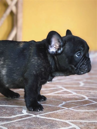 Por el amor a mi mascota siempre quise darle lo mejor 🐶💚 Fue ahí cuando me recomendaron la comida BARF, algo que no conocía muy bien al inicio. Empecé a investigar y a ver todos sus beneficios: mejor digestión, más energía, pelaje más brillante y un organismo más sano. Ahí entendí que la comida real sí marca la diferencia. #Pets #ComidaBarf #Natural #Perros #Gatos #Mascotas #Saludable #Kenko #Barf #Carne #Calidad #Amor #comida #food #podcast #clips