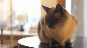 Cute house domestic cat. Rescued street cats in shelter. Cat cafe. Pet rental.