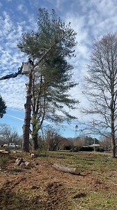 White pine top and gravity working together | Smith's Tree Service, LLC