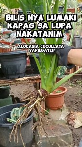Alocasia Cucullata Variegated/3 month's lang nakatanim sa lupa ganito na kalaki, May mga babies narin Mamalyn's Garden #myplants #alocasia #cucullata #variegated #gardening #HappyPlanting #plantcare #tips #guide #happyplantingeveryone #happygardening | Mamalyn's Garden