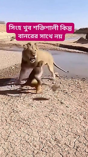 10K views · 49 reactions | সিংহ খুব শক্তিশালী কিন্তু বানরের সাথে নয় #reelschallengereelschallenge #reelsvideoシ #highlight #indonesia #facebookpost | রহস্য টিউব | Facebook