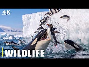 ANTARCTIC WILDLIFE | The Brutal Fight to Survive Earth’s Frozen Frontier | Full Documentary 4K