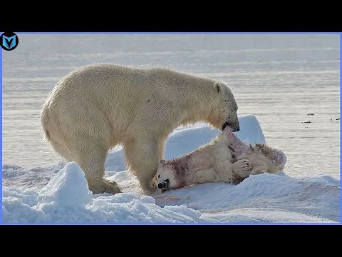 5 Unbelievable Polar Bear Attacks Caught On Camera