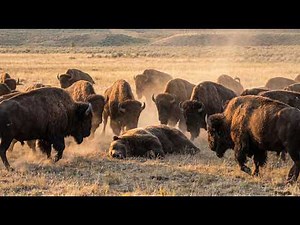 Bison vs Grizzly Bear — This Bear has Committed a Serious Mistake | Inside the Wild
