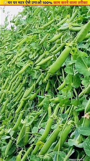 😳How to grow fresh peas at home in 10 days #ytshorts #gardeningideas #shorts