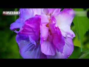 Confederate roses gracefully transitioning through various colors