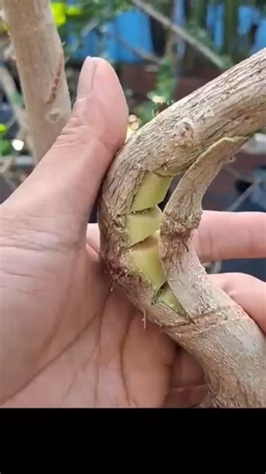 3.1K views · 24K reactions | Try the V-bend technique without damaging the skin Catatan:ini vidio bukan punya saya ini dapat di kirimi dulur Lanang Aan Rezpec ☺️ #premna #fblifestyle | Karimun Java | Facebook