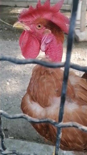 Bird Cages in Tehran's Park-e Shahr | A Glimpse into Urban Wildlife in Iran🐓🐔 part 2