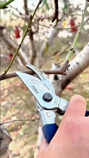 Pruning shears carefully cutting a small dry branch from tree