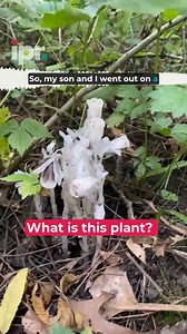 'Garden Variety' Host Charity Nebbe discovered a strange white plant on a walk in the woods. Cindy Haynes, professor of horticulture at Iowa State University, explains the unique features of Indian Pipe, also known as the Ghost Plant, a native woodland flower that has no chlorophyll. 🌸Listen to the 'Garden Variety' podcast and subscribe to the Garden Variety newsletter to learn something new about the plants that surround you. | Iowa Public Radio