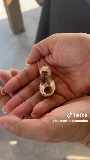 Incredible Hermit Crab Shell Change in my Hands